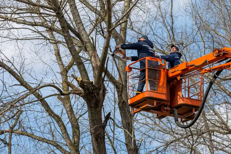 Affordable Tree Removal Beaumont, TX Affordable Tree Removal Beaumont, TX