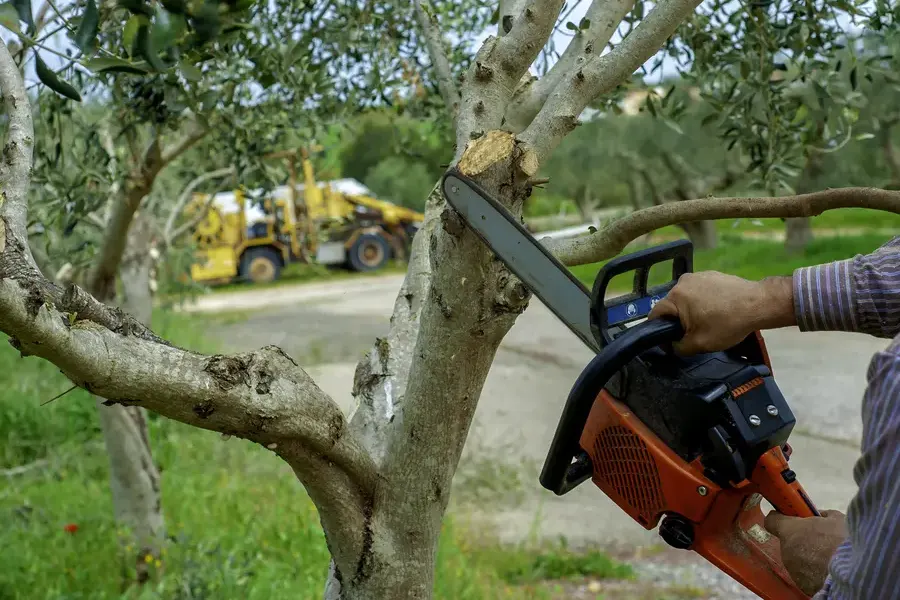 How Tree Trimming Service Enhances Yard Safety And Appearance Beaumont, TX