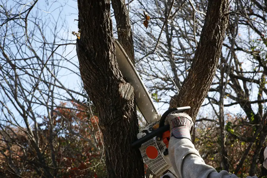 Signs It Is Time To Consider Professional Tree Removal Beaumont, TX