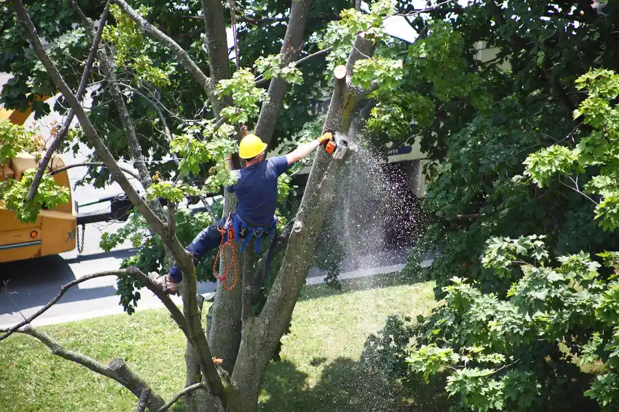 Signs It Is Time To Consider Professional Tree Removal in Beaumont, TX